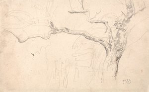 Estudio de árbol